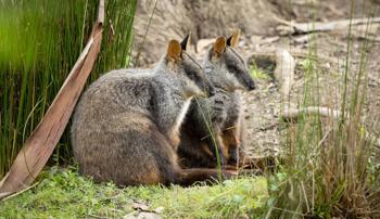 Two Brush Tailed Rock Wallaby standing on ground at Healesville Sanctuary
