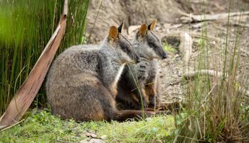 Two Brush-tailed Rock Wallabies sitting on ground at Healesville Sanctuary.