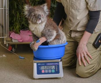 An injured koala on a scale