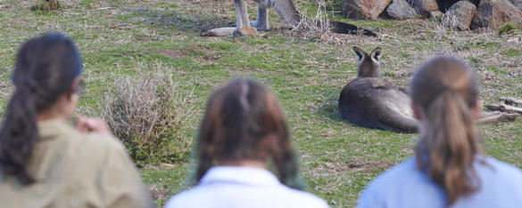 A rear view of three women looking at a kangaroo that is lying on the ground