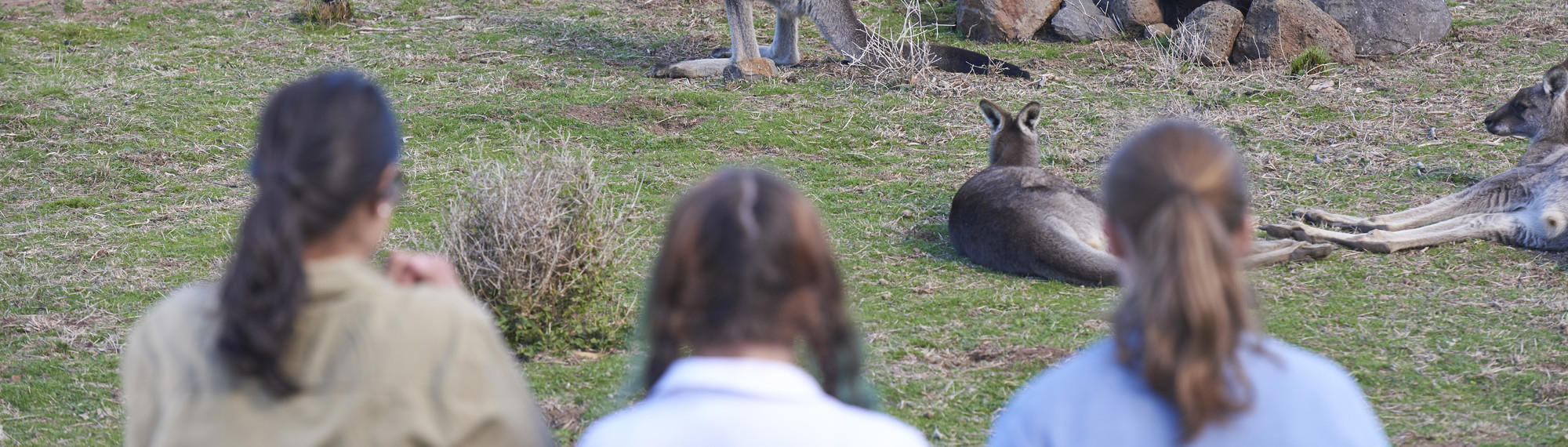 A rear view of three women looking at two Kangaroos that are lying on the ground.