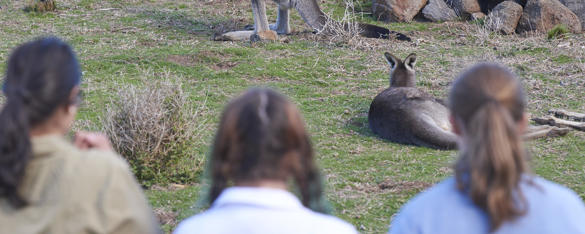 A rear view of three women looking at two Kangaroos that are lying on the ground.
