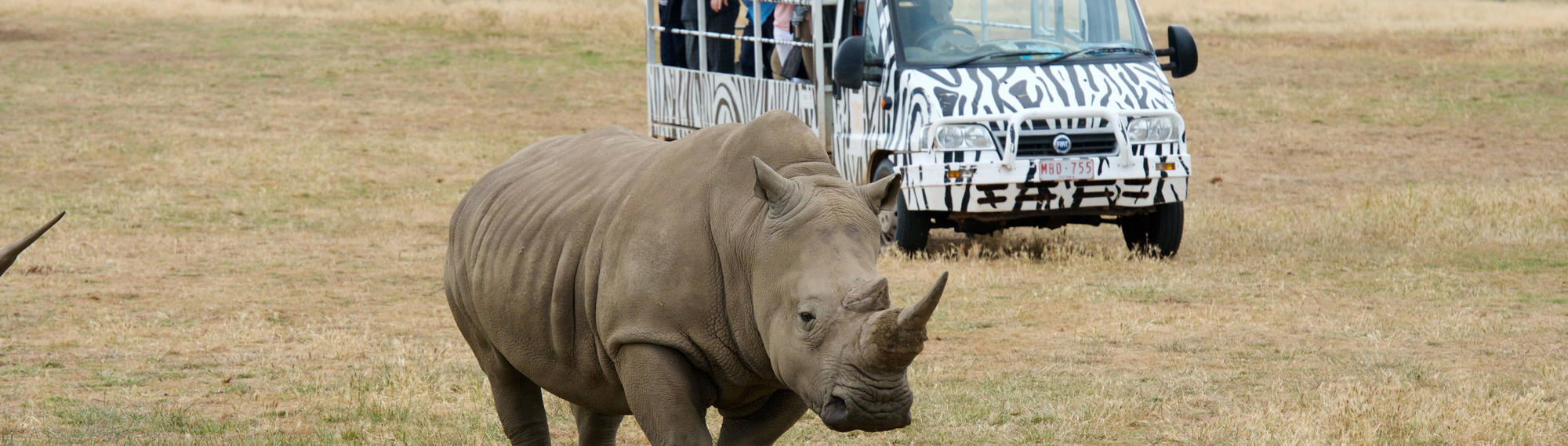 A rhino walks in the foreground while a vehicle full of people is seen in the background, watching the rhino.