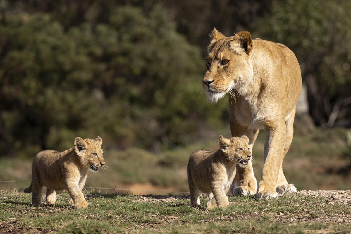 Cubs first exploring habitat: Asali looking towards left of frame, with cubs beside her.