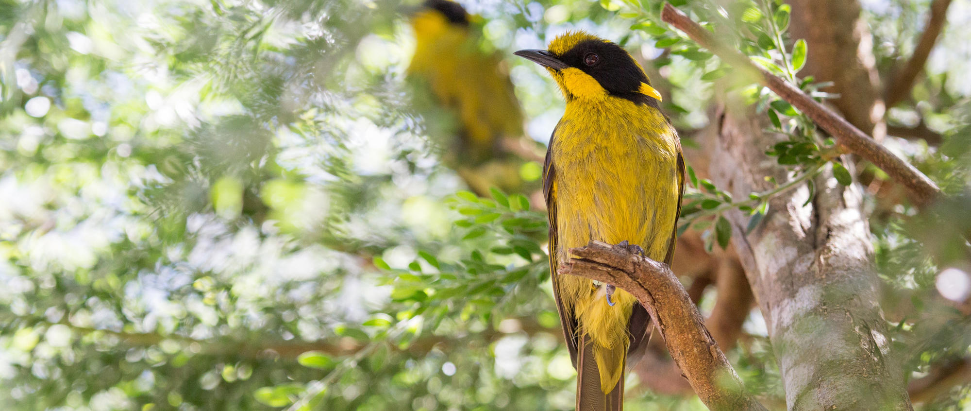 Yellow and black Helmeted Honeyeaters sits on a tree branch as another can be seen slightly out of focus in the background