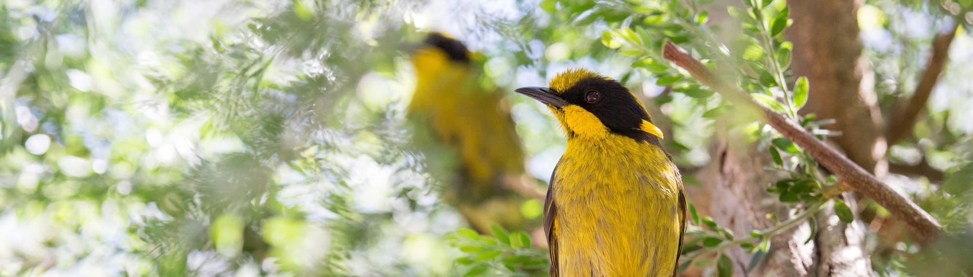 Yellow and black Helmeted Honeyeater sits on a tree branch as another can be seen slightly out of focus in the background, both looking left of frame.