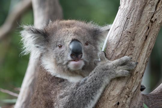 Close-up of a Koala grabbing onto a tree, looking right to the camera.