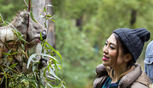 Two guests (right) face a Koala in a small tree (left), smiling.