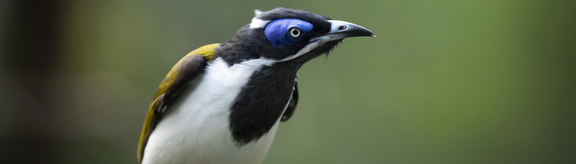 Close-up of a Blue-faced Honeyeater, looking left (our right).