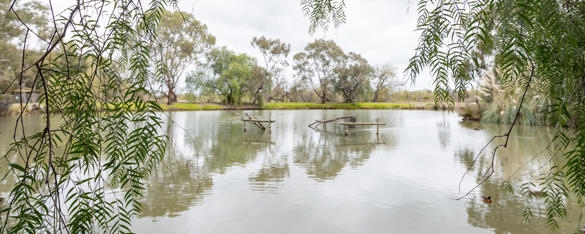 A wide-angle view of wetlands lined by trees at Kyabram Fauna Park.