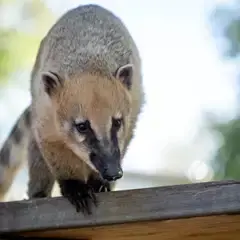 A Coati on top of a wooden platform, looking down toward the camera