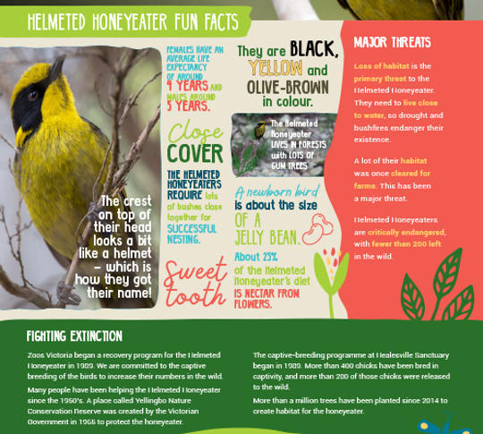 Helmeted Honeyeater fun facts.