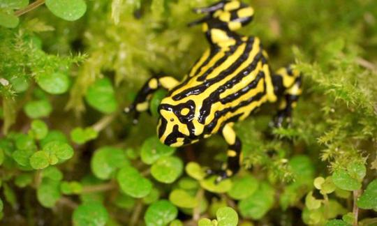 Black and yellow stripped Southern Corroboree Frog