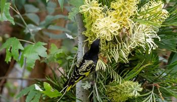 Black and yellow bird hanging onto a tree and sticking its beak into the tree's flowers