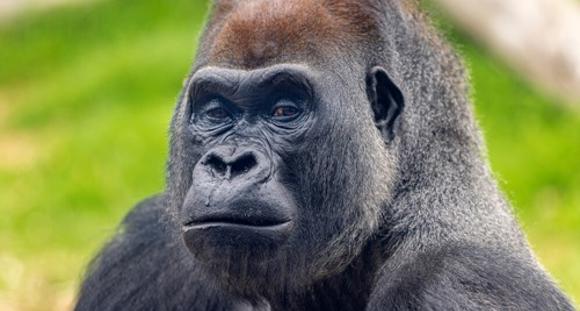 Close-up of a male Silverback Gorilla looking into the camera.