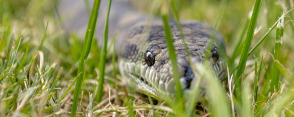 Close up of Coastal Carpet Python sliding through the grass