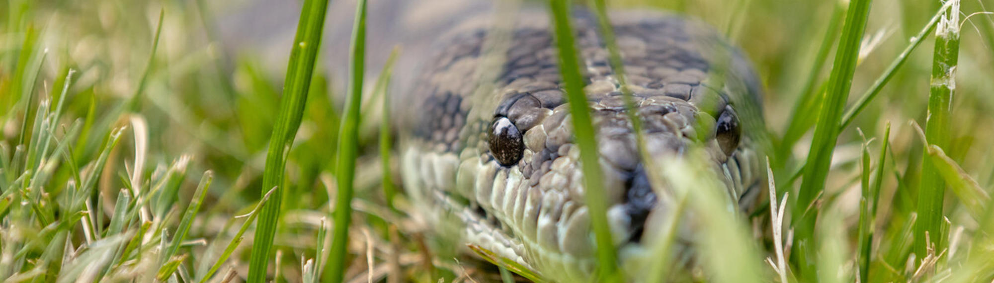 Close up of Coastal Carpet Python sliding through the grass
