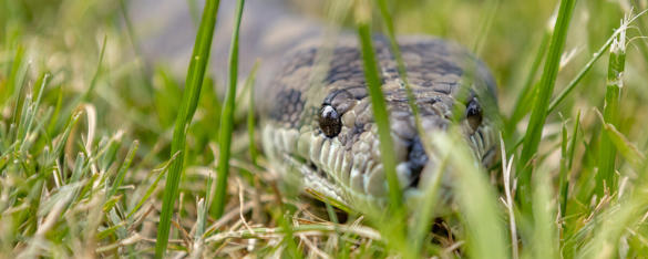 Close-up of a Coastal Carpet Python sliding through the grass.