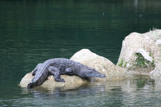 Zoom-in of Philippine Crocodile sitting on a rock in a lake, facing right.