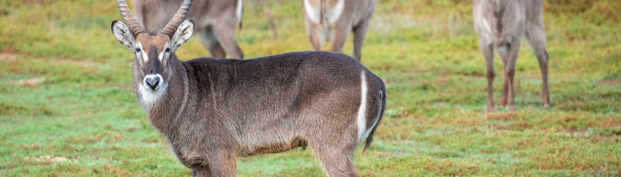 Male Waterbuck looking at the camera from his left, with three females in the background.