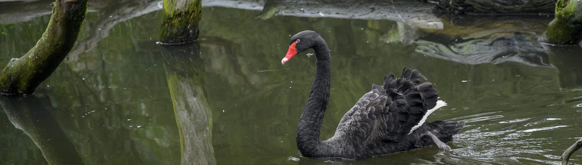 Black Swan Swimming To Left Of Frame in the Wetlands at Healesville Sanctuary