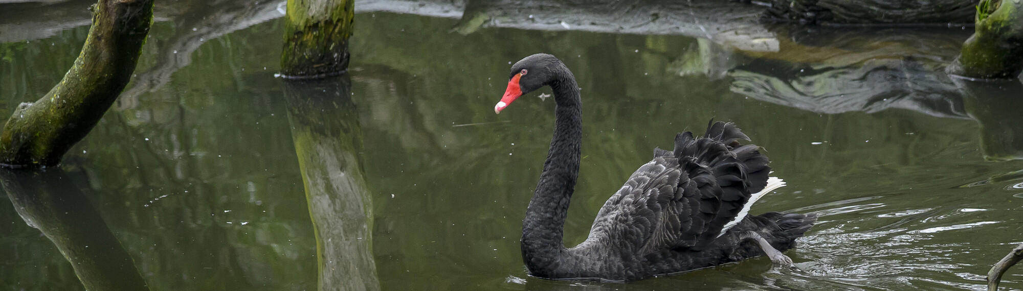Black Swan swimming to left of frame in the Wetlands of Healesville Sanctuary.