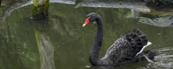 Black Swan swimming to left of frame in the Wetlands of Healesville Sanctuary.