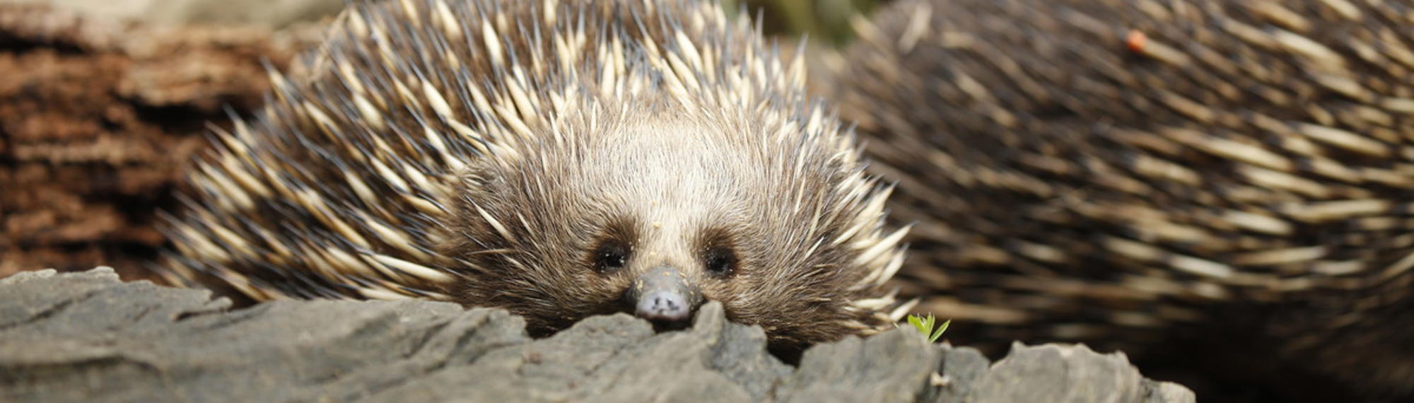 Close-up of Christmas the Echidna sitting inside a hollow tree stump, accompanied by another to the right background.