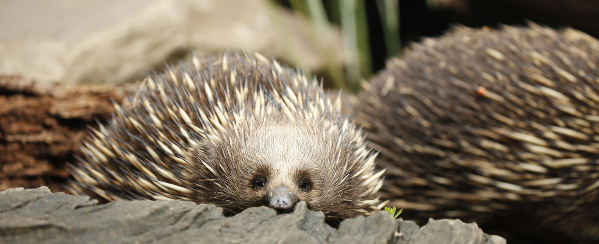 Close-up of Christmas the Echidna sitting inside a hollow tree stump, accompanied by another to the right background.