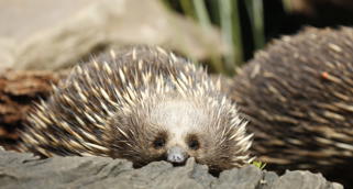 Close-up of Christmas the Echidna sitting inside a hollow tree stump, accompanied by another to the right background.