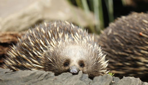 Close-up of Christmas the Echidna sitting inside a hollow tree stump, accompanied by another in the right, background.