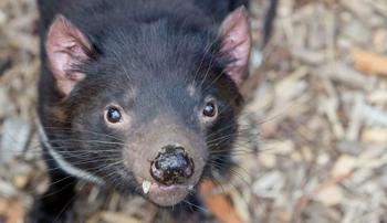 Close-up of a Tasmanian Devil staring into the camera, standing on a tanbark surface