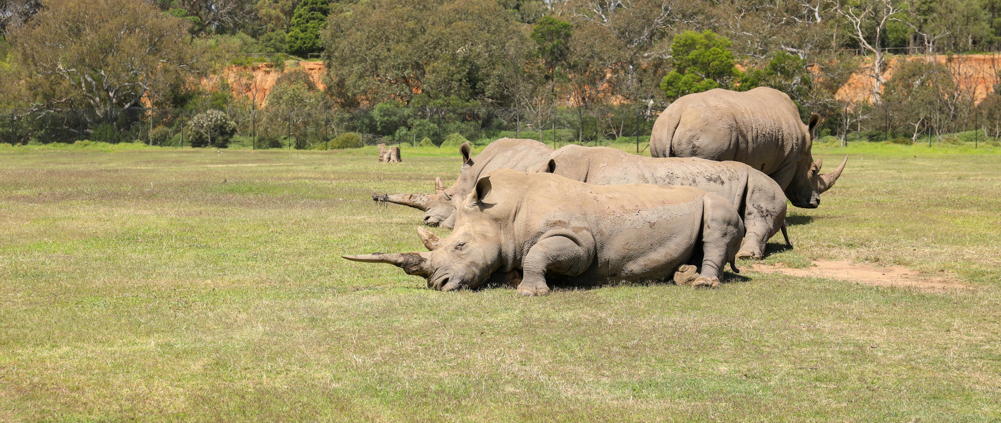 Two Rhinoceroses lying on grass and facing left, with another standing behind them and facing right.
