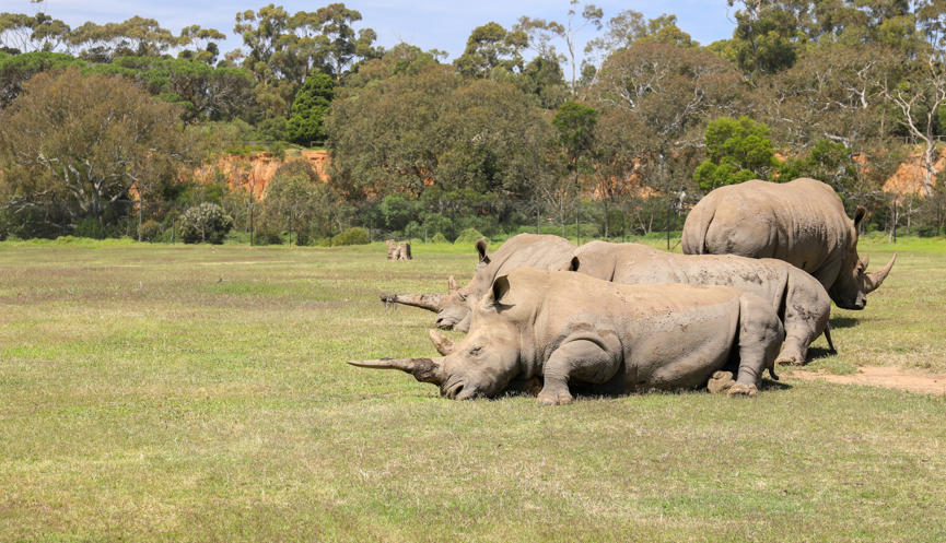 Two Rhinoceroses lying on grass and facing left, with another standing behind them and facing right.