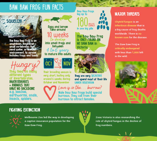 Baw Baw Frog fun facts.