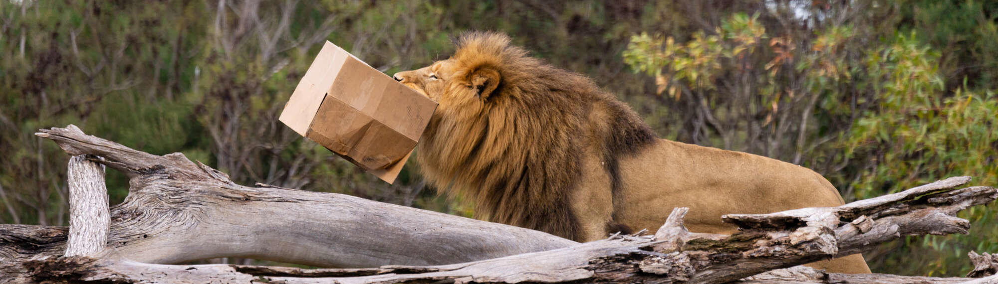 Male African Lion, holding cardboard box enrichment up in the air with in his mouth, facing left of frame