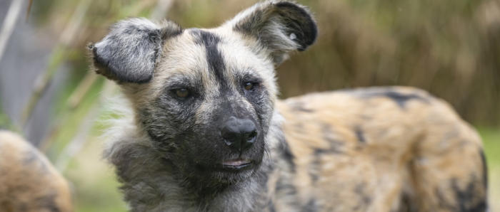 African Wild Dog