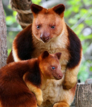 A tree kangaroo sits front on to the camera with its small baby sitting in front of it 
