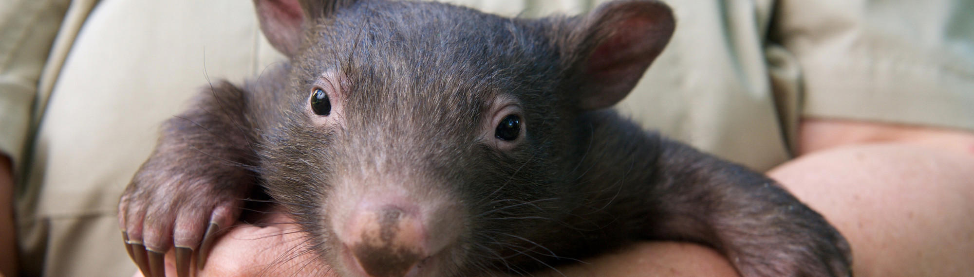 A close-up of a Wombat, held by a Keeper and facing the camera.