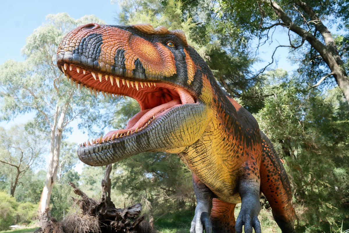 Giganotosaurus, seen from below.
