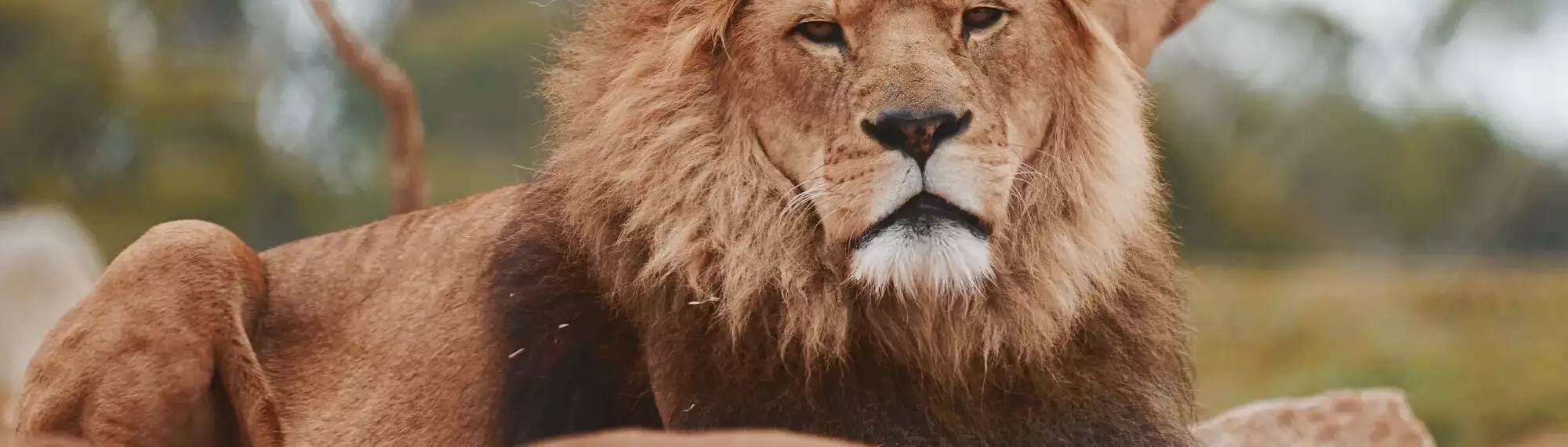 Lion looking at camera