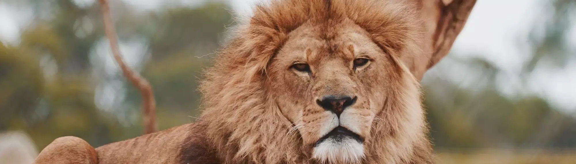 Lion sitting on rocks, looking at the camera.