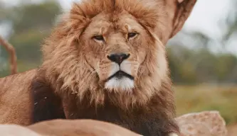 Lion sitting on rocks, looking at the camera.