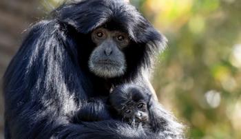 A gibbon holding its baby in its lap, both animals staring directly at the camera