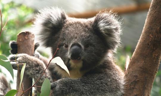 Close-up of Koala perched in a tree, looking directly to the camera.
