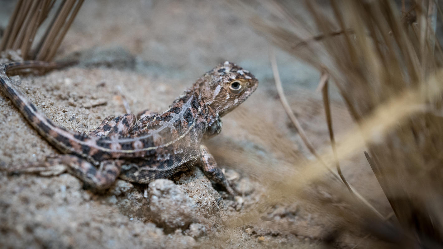 A Grassland Earless Dragon, lying on sandy rocky ground, facing right.