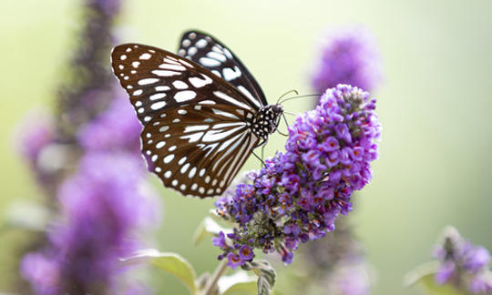 Side-view of Monarch Butterfly, with wings closed on an orchid flower in the Butterfly House.