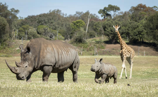 Young male Southern White Rhinoceros calf, Jabulani, first time on savannah.