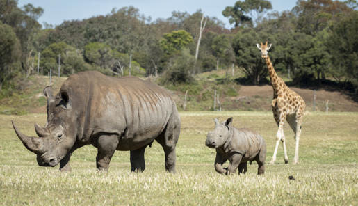 Young male Southern White Rhinoceros calf, Jabulani and his first time on savannah, in the company of an adult Rhino and one Giraffe, all facing left.