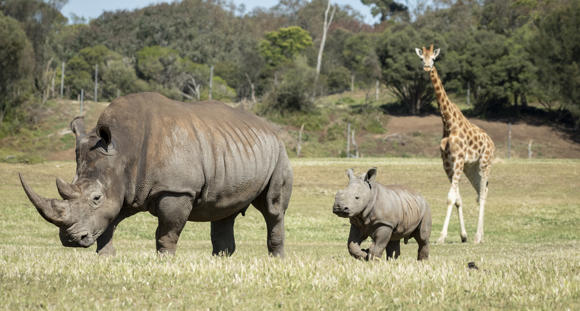 Young male Southern White Rhinoceros calf, Jabulani and his first time on savannah, in the company of an adult Rhino and one Giraffe, all facing left.